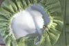 Image de Vichy vert